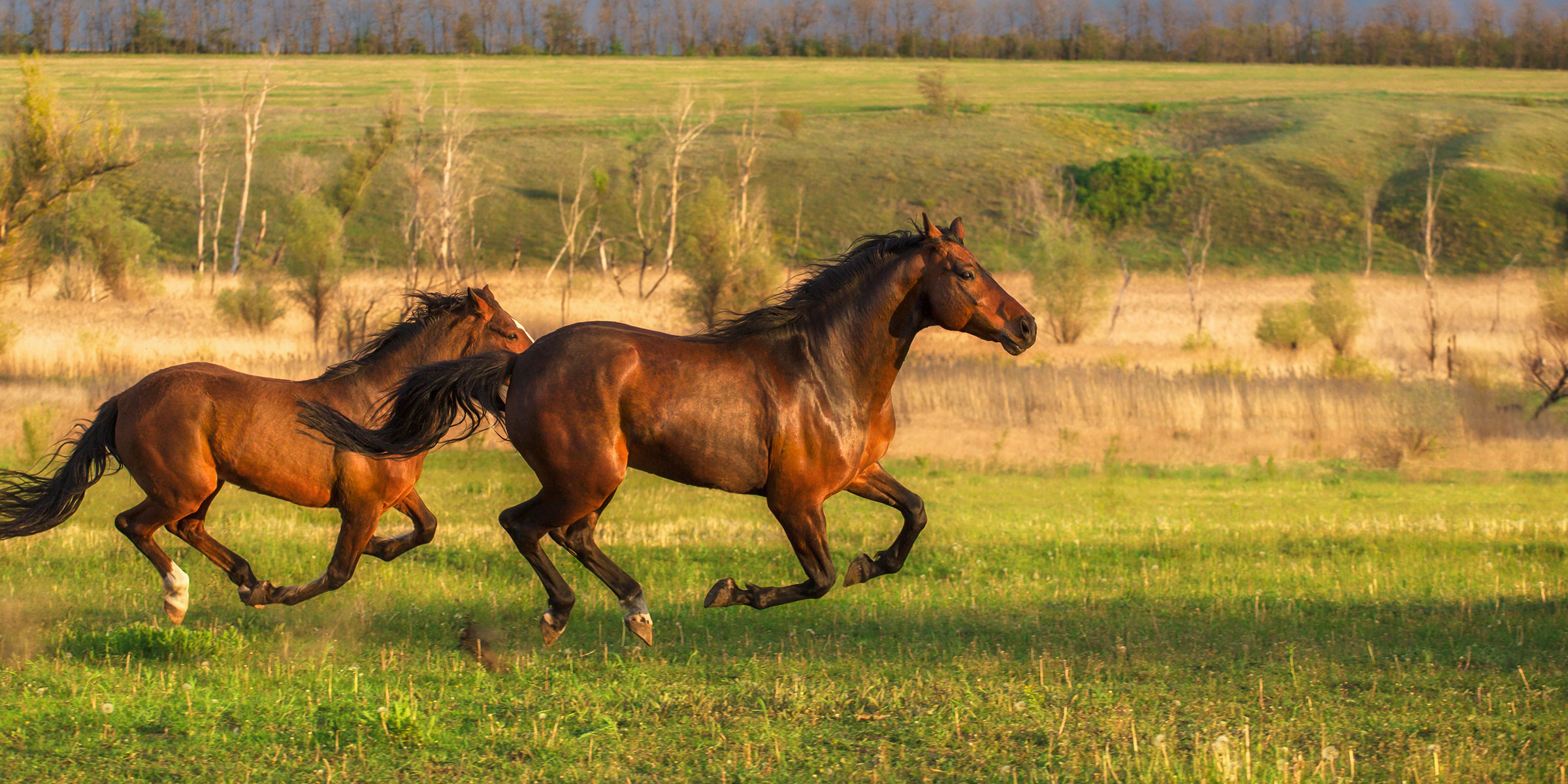 Montana Horse Property